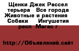 Щенки Джек Рассел терьера - Все города Животные и растения » Собаки   . Ингушетия респ.,Магас г.